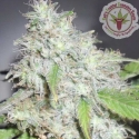 Kali's White Shadow Feminised Cannabis Seeds | Dr Krippling.