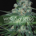 Ketama Feminised Cannabis Seeds | World of Seeds