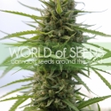 Kilimanjaro Regular Cannabis Seeds | World of Seeds