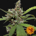 CBD Blue Shark Feminised Cannabis Seeds | Barney's Farm 