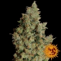 Tangerine Dream Feminised Cannabis Seeds | Barney's Farm 