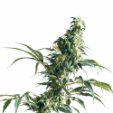 Mexican Sativa Feminised Cannabis Seeds | Sensi Seeds