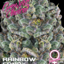 Rainbow Candy Feminised Cannabis Seeds - Growers Choice