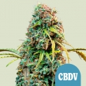 Royal CBDV Auto Feminised Cannabis Seeds | Royal Queen Seeds