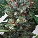 Zensation Feminised Cannabis Seeds | Ministry of Cannabis