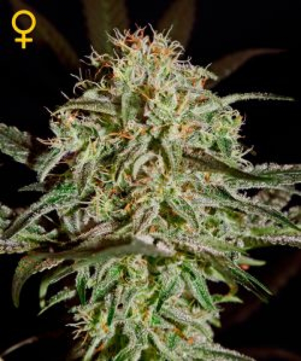 A.M.S. Feminised Cannabis Seeds | Greenhouse Seeds