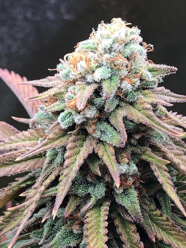 Alien Masster Kush Feminsed Cannabis Seeds | Critical Mass Collective Seeds