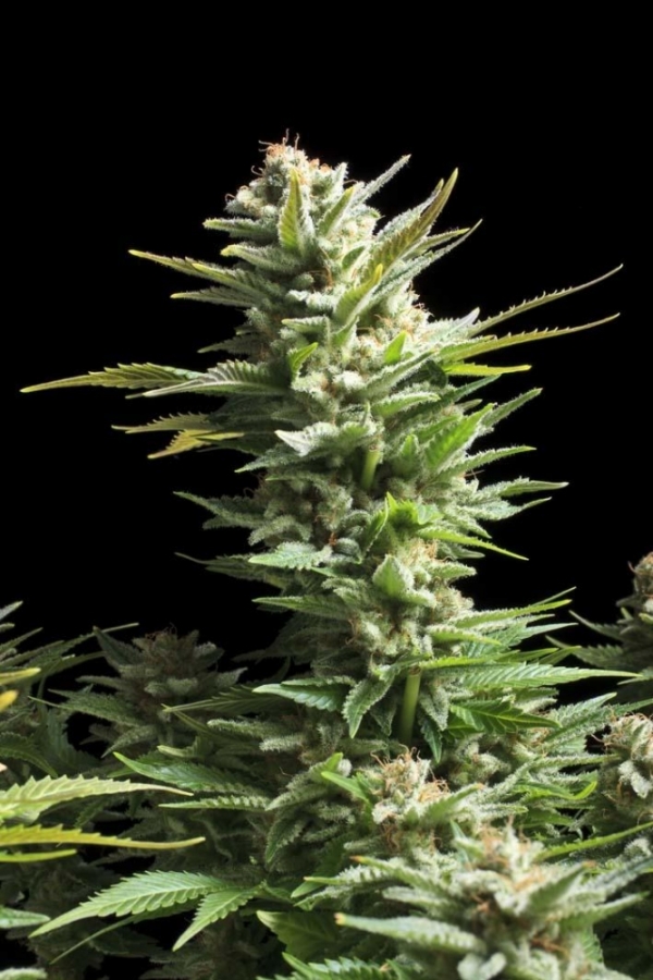 Amnesia FAST Feminised Cannabis Seeds | Advanced Seeds.