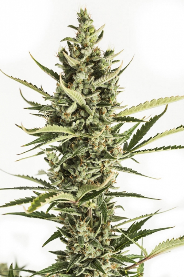 Auto Amnesia XXL Feminised Cannabis Seeds | Advanced Seeds 