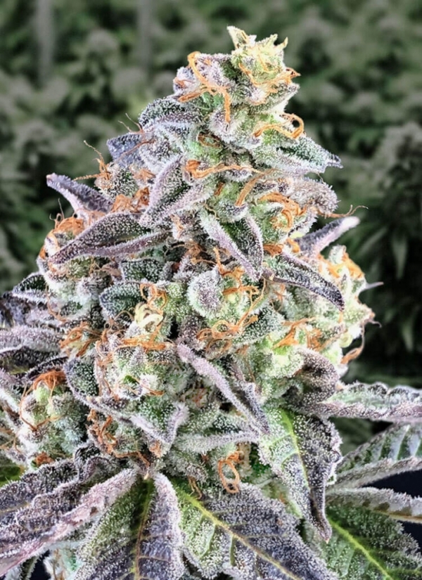 Auto Cherry Pie Feminised Cannabis Seeds | Advanced Seeds.