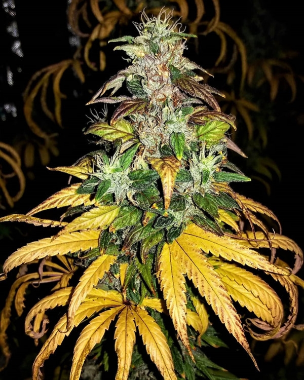 Auto Monolith Mass Feminsed Cannabis Seeds | Critical Mass Collective Seeds