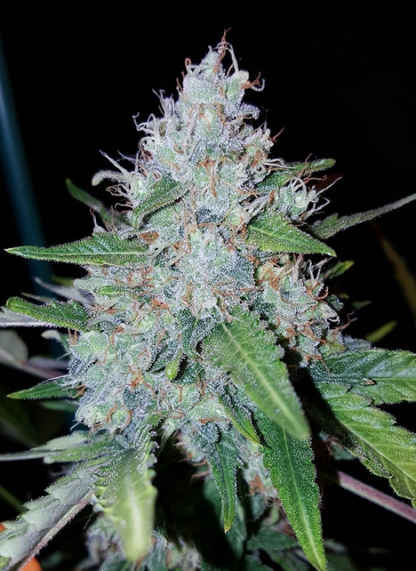 Auto Monster Mass Feminsed Cannabis Seeds | Critical Mass Collective Seeds