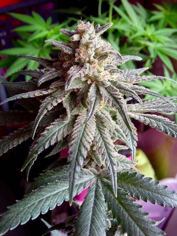 Auto Purple Dawg Mass Feminsed Cannabis Seeds | Critical Mass Collective Seeds