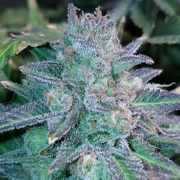 Auto Purple Skunk Mass Feminsed Cannabis Seeds | Critical Mass Collective Seeds