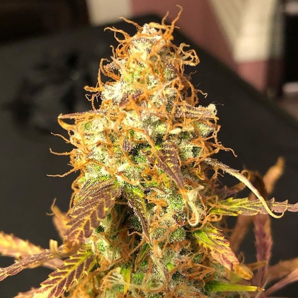 Auto Sour Melon Mass Feminsed Cannabis Seeds | Critical Mass Collective Seeds