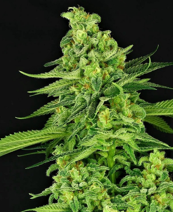 Auto Super Mutant Mass Feminsed Cannabis Seeds | Critical Mass Collective Seeds