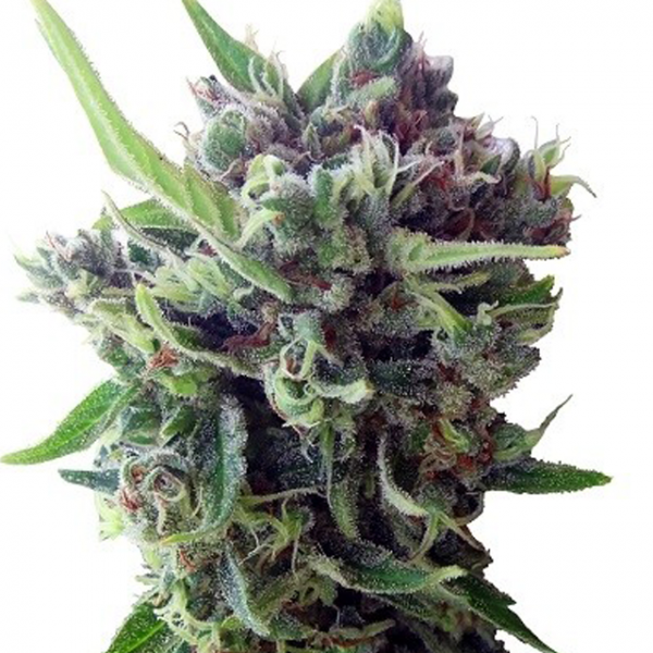 Auto Zamaldelica Feminised Cannabis Seeds | Ace Seeds.