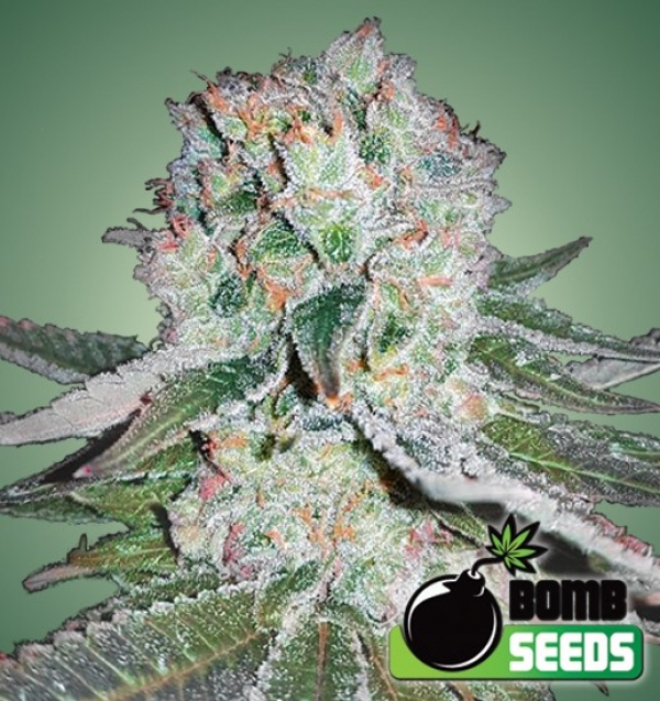 Banana Bomb Feminised Cannabis Seeds | Bomb Seeds