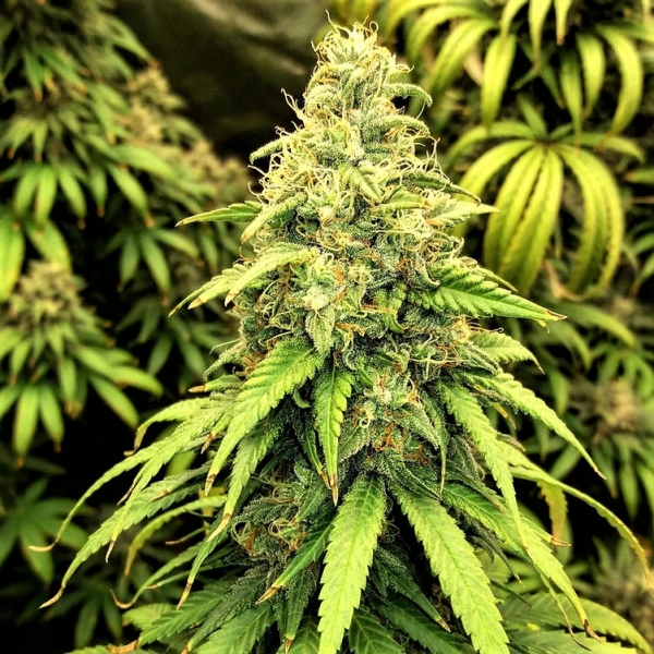 Blutonium Mass Feminsed Cannabis Seeds | Critical Mass Collective Seeds