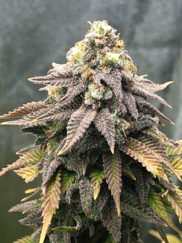 Cali Mango Mass Feminsed Cannabis Seeds | Critical Mass Collective Seeds