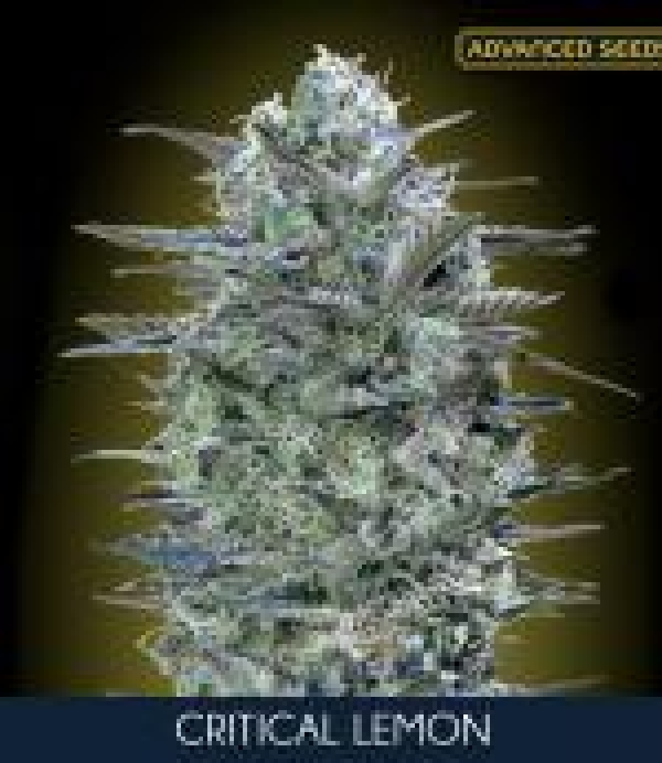 Critical Lemon FAST  Feminised Cannabis Seeds | Advanced Seeds.