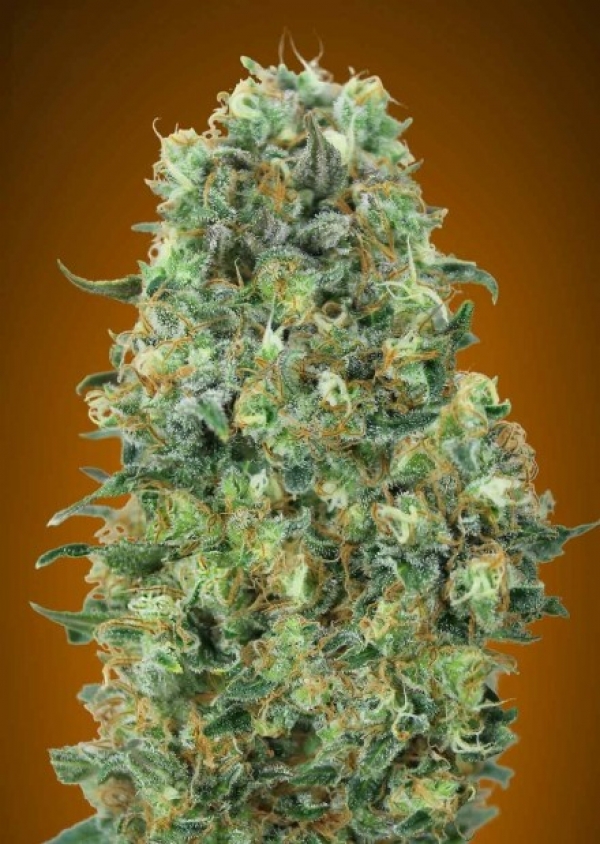 Critical Mass Feminised Cannabis Seeds | Advanced Seeds.