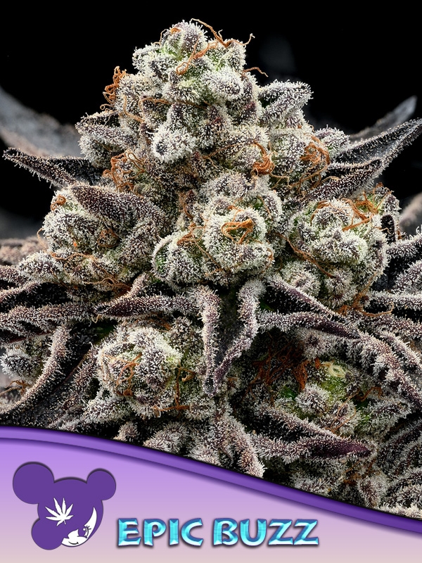 Epic Buzz Feminised Cannabis Seeds - Anesia Seeds