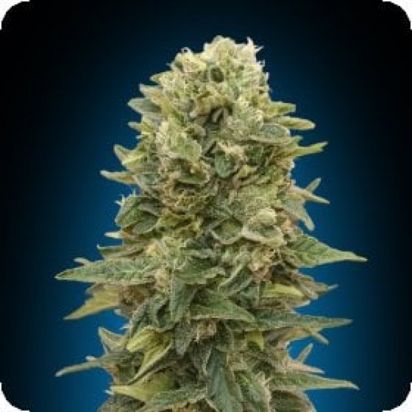 Female Mix Feminised Cannabis Seeds | Advanced Seeds.