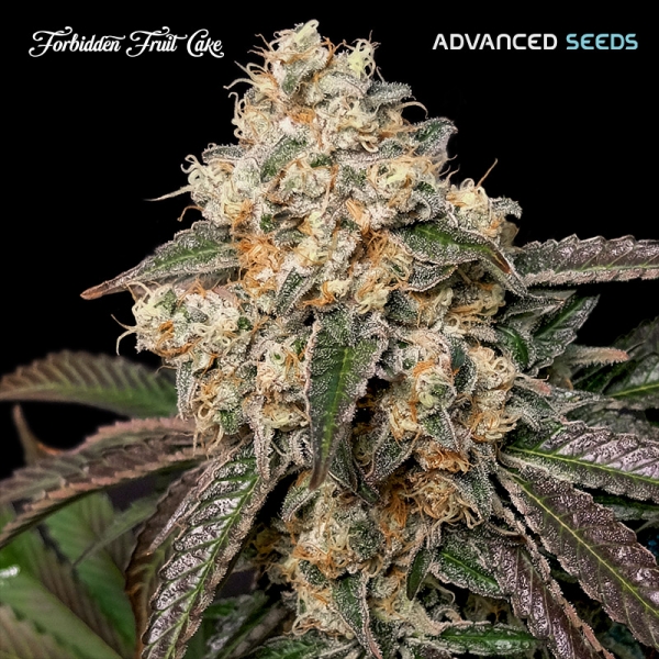 Forbidden Fruit Cake Feminised Cannabis Seeds | Advanced Seeds.