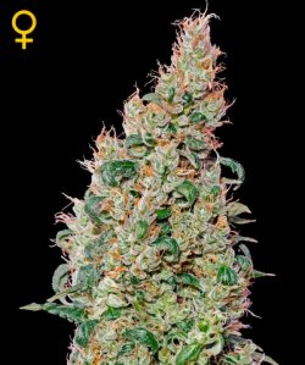 Green-O-Matic Feminised Cannabis Seeds | Green House Seeds.