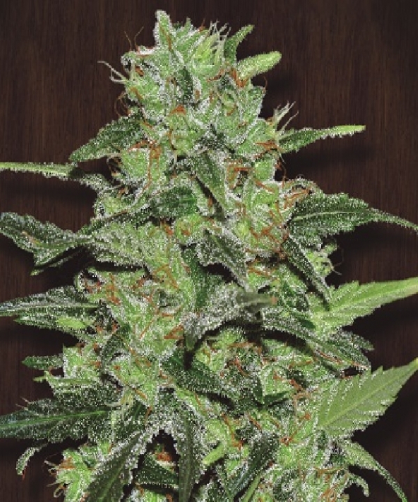 Guawi Regular Cannabis Seeds | Ace Seeds.