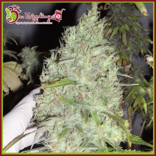 Incredible Bulk CBD Feminised Cannabis Seeds | Dr Krippling. 