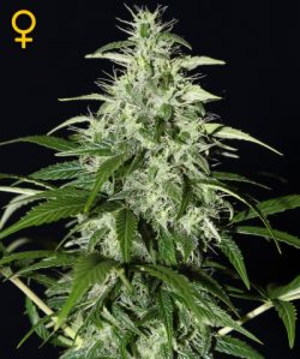 Kalashnikova Auto Feminised Cannabis Seeds | Green House Seeds.