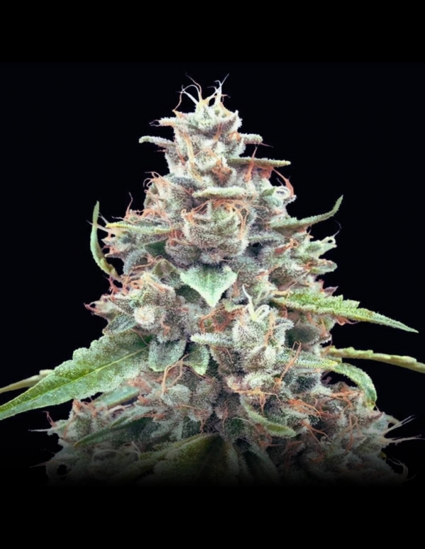 Lemon Bean Feminised Cannabis Seeds | Advanced Seeds.