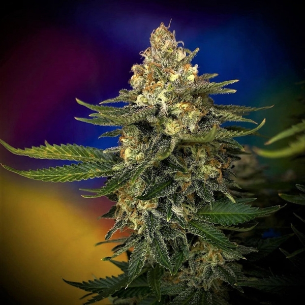 Megaton Mass Feminsed Cannabis Seeds | Critical Mass Collective Seeds