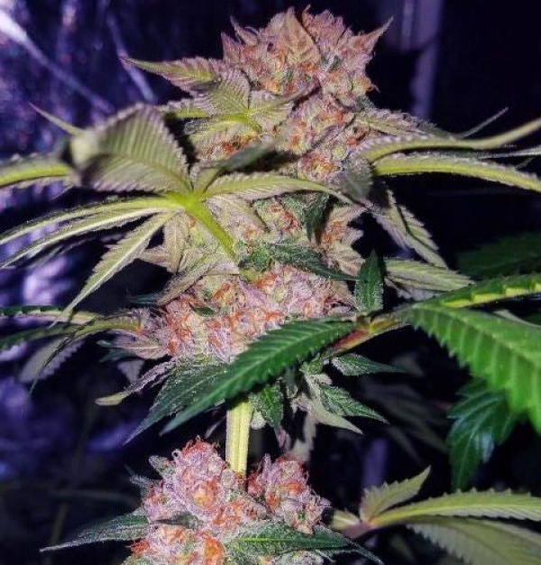 Mimosa Champagne Feminised Cannabis Seeds | Female Seeds