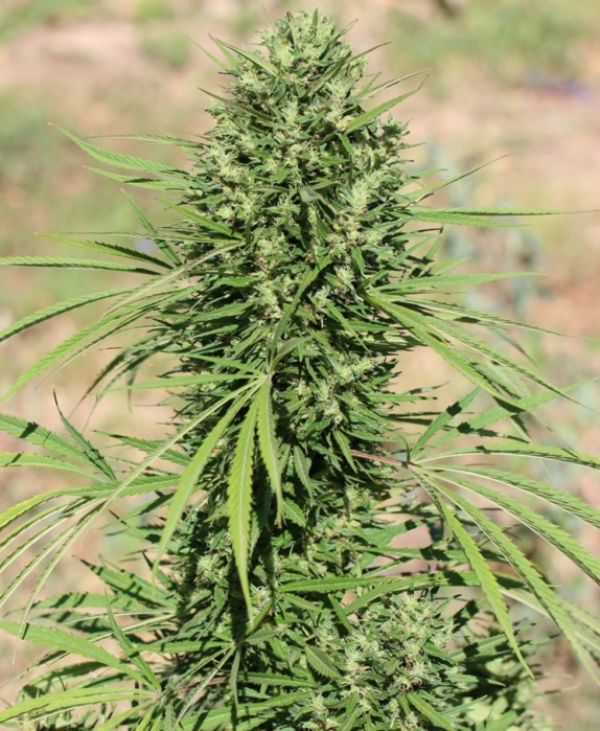 Morocco Beldia Kif Feminised Cannabis Seeds | Ace Seeds.