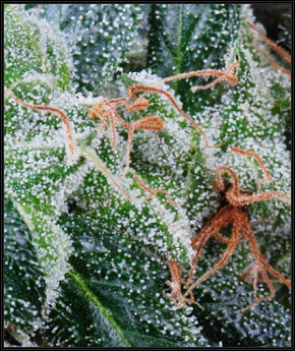 NL5 Haze Mist Feminised Cannabis Seeds | Green House Seeds