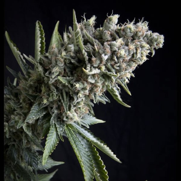 Nefertiti Feminised Cannabis Seeds | Pyramid Seeds