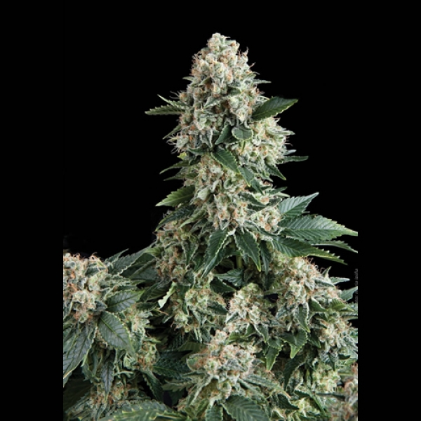 New York City Feminised Cannabis Seeds | Pyramid Seeds