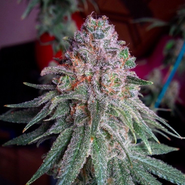 Purple Dawg Mass Feminsed Canabis Seeds | Critical Mass Collective Seeds