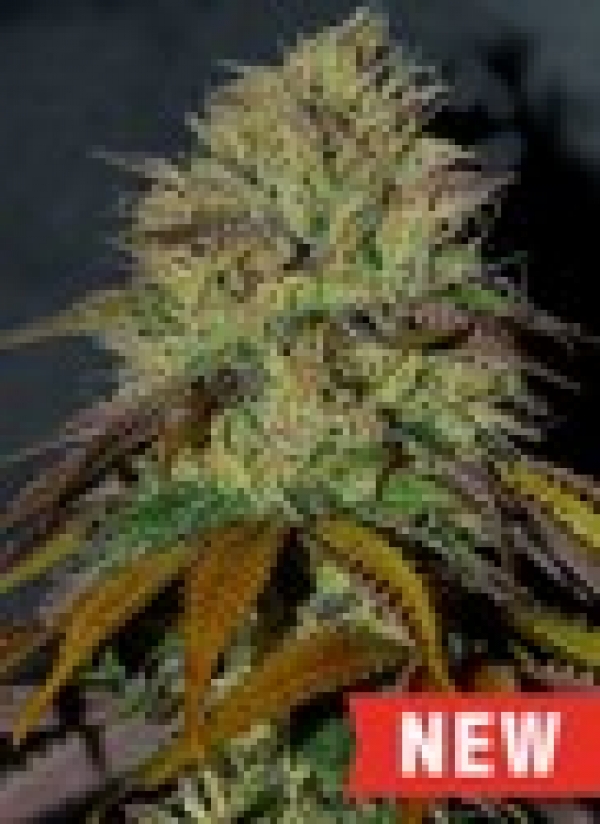 RS11 Feminised Cannabis Seeds | Cream Of The Crop