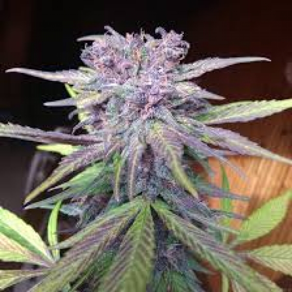 Red Strawberry Banana Auto Feminised Cannabis Seeds | Sweet Seeds.