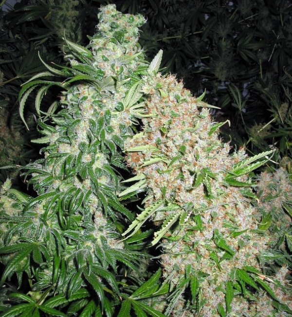 Skunk Special Feminised Cannabis Seeds | Female Seeds