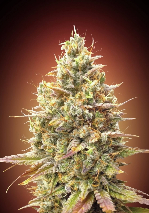 Strawberry Banana Feminised Cannabis Seeds | Advanced Seeds.