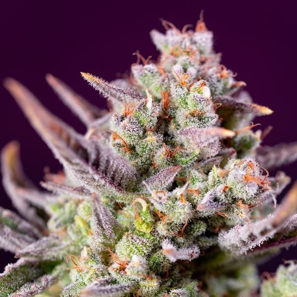 Sweet Zenzation XL Auto Feminised Cannabis Seeds | Sweet Seeds.