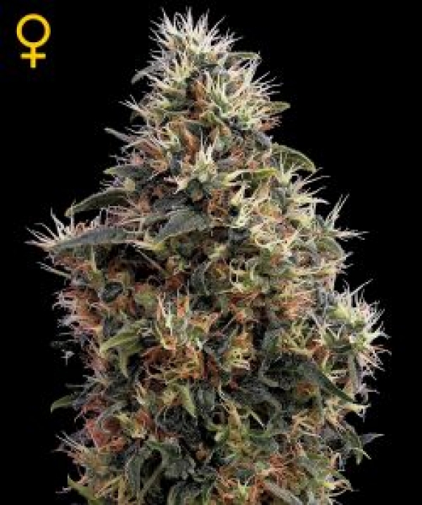 Sweet Mango Auto Feminised Cannabis Seeds | Green House Seeds 