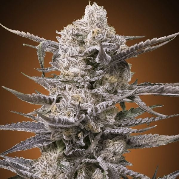 Watermelon OG Feminised Cannabis Seeds | Advanced Seeds.