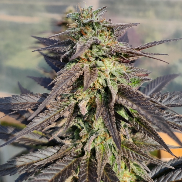 Zamaldelica x Kali China Feminised Cannabis Seeds | Ace Seeds.