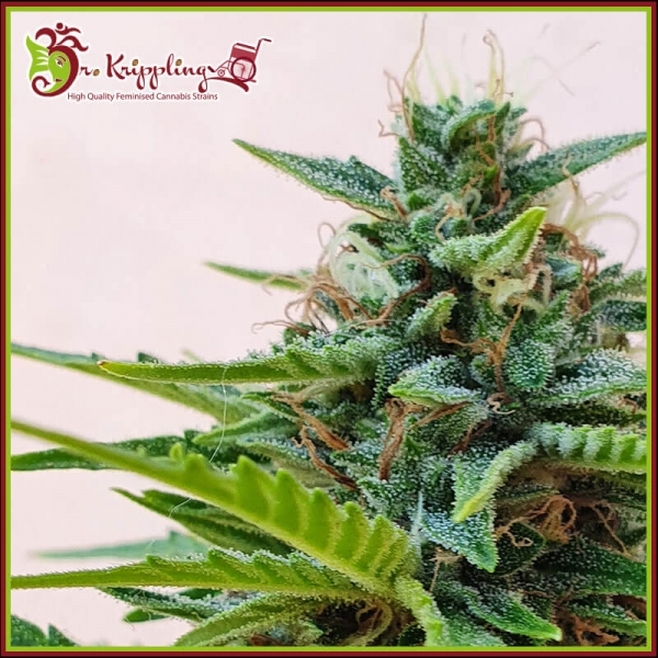 Zesty Zkittlez Auto Feminised Cannabis Seeds | Dr Krippling.